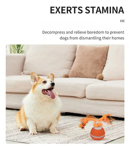 Pet Ball for Dogs Interactive Toys Motion Activate Rolling Ball for Puppy/Small Dogs Automatic Moving Toy USB Rechargeable Toy