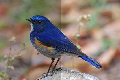 Shuntu 8X32 ED Lens Compact Binoculars IPX7 Waterproof Lightweight SMC Coating Binocular for Bird Watching Outdoor Sports Game